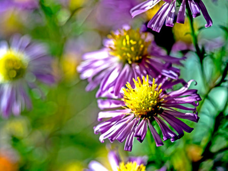 beautiful purple autumn flowers with the Latin name Symphyotrichum novi-belgii in a vaseの写真素材
