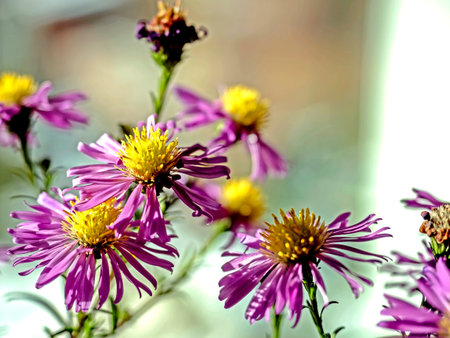 beautiful purple autumn flowers with the Latin name Symphyotrichum novi-belgii in a vaseの写真素材