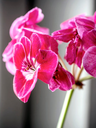 bright fresh pink geranium in a pot on the windowsill, macroの写真素材