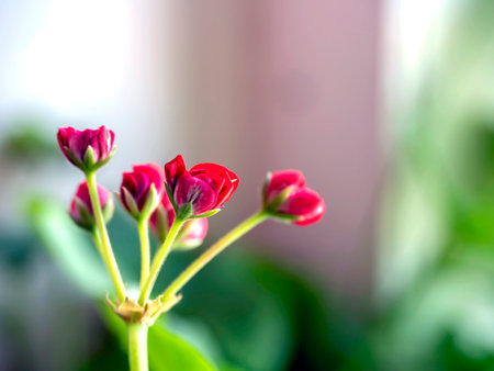 the buds of double red geranium flowers, macro, flowers on the windowsill are bloomingの写真素材