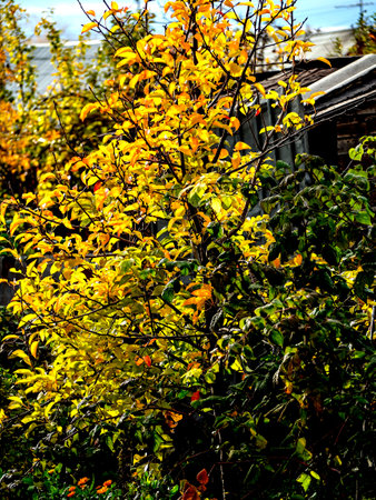 trees with colorful bright leaves in autumn