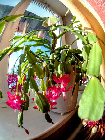 a delicate fresh flower of a Christmas cactus, a plant with the Latin name Schlumbergera, on the windowsillの写真素材