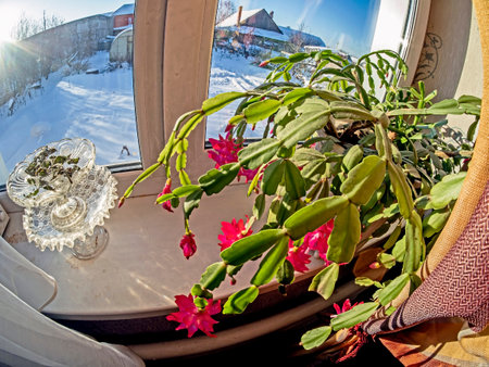 a delicate fresh flower of a Christmas cactus, a plant with the Latin name Schlumbergera, on the windowsillの写真素材
