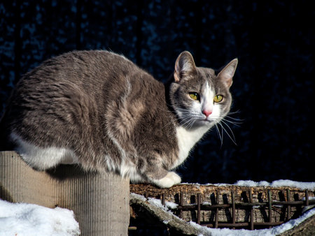 A gray cat sits on a fence illuminated by the winter sunの写真素材