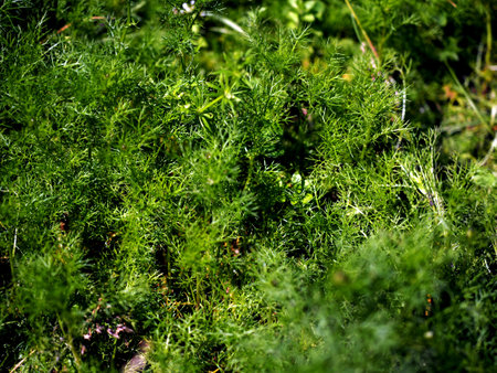 green grass similar to dill leaves. macroの写真素材
