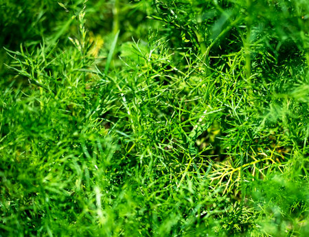 green grass similar to dill leaves. macroの写真素材