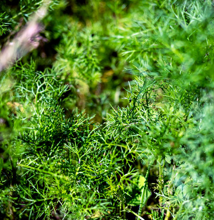 green grass similar to dill leaves. macroの写真素材