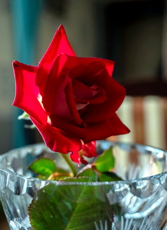 a single bright red rose in a crystal vase on a blurred backgroundの写真素材