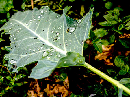 cabbage leaf with raindrops on the surfaceの写真素材