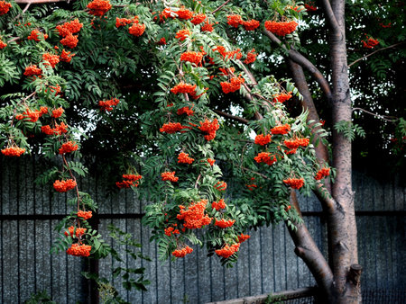 a bright beautiful ripening rowan treeの写真素材