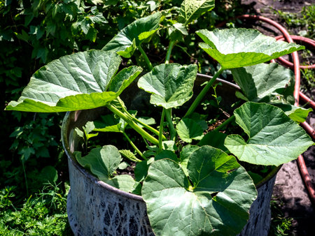 young leaves of zucchini zucchini grow in the garden. macroの写真素材