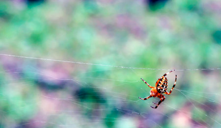 The spider cross is sitting on a web. macroの写真素材