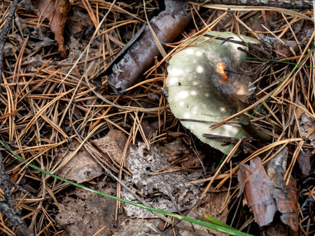 mushroom with the Latin name Russula in the forest, an edible mushroomの写真素材