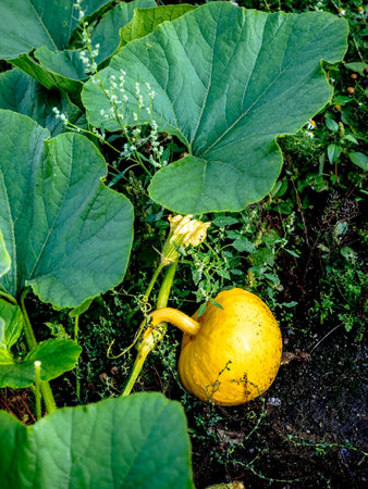 a small yellow pumpkin grows in the garden, macroの写真素材