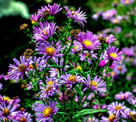 lilac flower with the Latin name Symphyotrichum novi-belgii on a flowerbed in autumnの写真素材