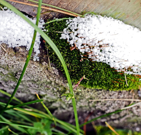 green moss covered with snow at the beginning of winter. macroの写真素材