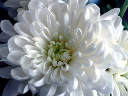 delicate white chrysanthemum flowers on a blurred background, macroの写真素材