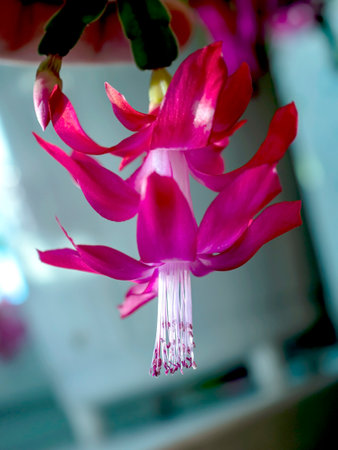 a delicate fresh flower of a Christmas cactus, a plant with the Latin name Schlumbergera, on the windowsillの写真素材