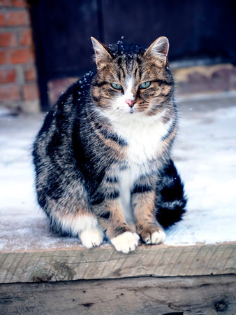 A beautiful spotted cat is sitting on the porch covered with snow near the door of the houseの写真素材
