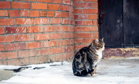A beautiful spotted cat is sitting on the porch covered with snow near the door of the houseの写真素材
