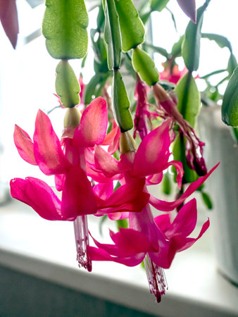 a delicate fresh flower of a Christmas cactus, a plant with the Latin name Schlumbergera, on the windowsillの写真素材