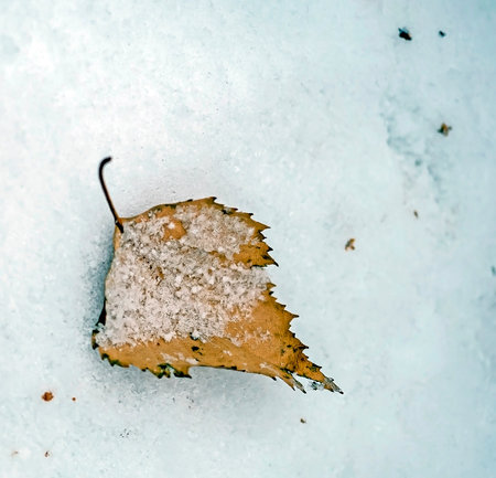 birch brown dried leaf on the snow in winterの写真素材