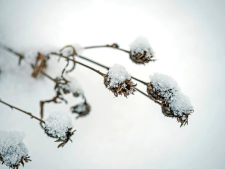 dry weed thistle, with the Latin name Onopordum acanthium, in winterの写真素材
