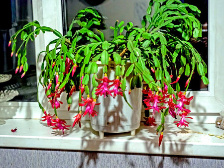 a delicate fresh flower of a Christmas cactus, a plant with the Latin name Schlumbergera, on the windowsillの写真素材