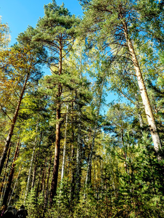 a bright sunny autumn morning in a mixed forestの写真素材