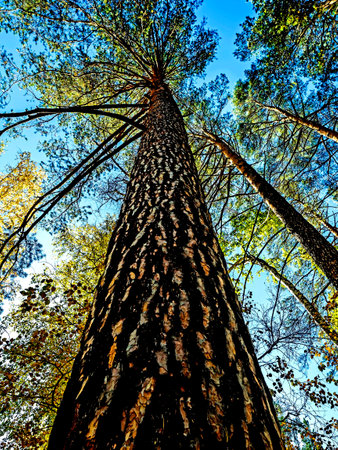 the trunk of a pine tree against a blue sky, bottom-up viewの写真素材