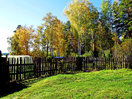 sunny autumn morning in a mixed forestの写真素材