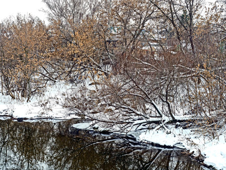 Tilted and fallen trees on the riverbank in winter, countrysideの写真素材
