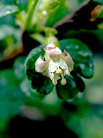 delicate fresh gooseberry flowers in spring on a branch in the early cloudy morning