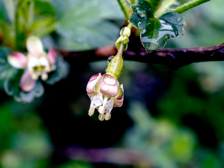 delicate fresh gooseberry flowers in spring on a branchの写真素材