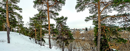 pine trees growing on a snowy hillside in winterの写真素材