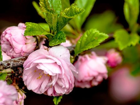 pink delicate sakura begins to bloom in the city garden, Chelyabinsk, South Uralsの写真素材
