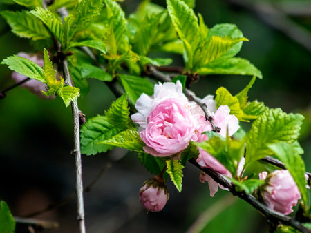 pink delicate sakura begins to bloom in the city garden, Chelyabinsk, South Uralsの写真素材