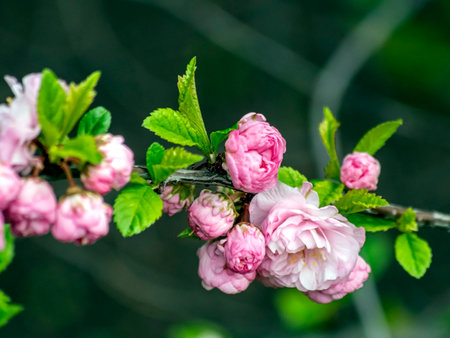 pink delicate sakura begins to bloom in the city garden, Chelyabinsk, South Uralsの写真素材