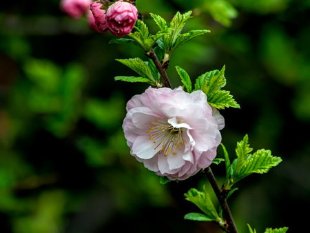 delicate pink sakura begins to bloom in the city gardenの写真素材