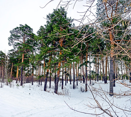 pine trees growing on a snow-covered hillside in winter, Southern Urals, Miass River valleyの写真素材
