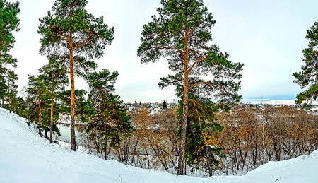 pine trees growing on a snowy hillside in winterの写真素材
