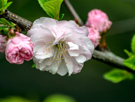 pink delicate sakura begins to bloom in the city garden, Chelyabinsk, South Uralsの写真素材