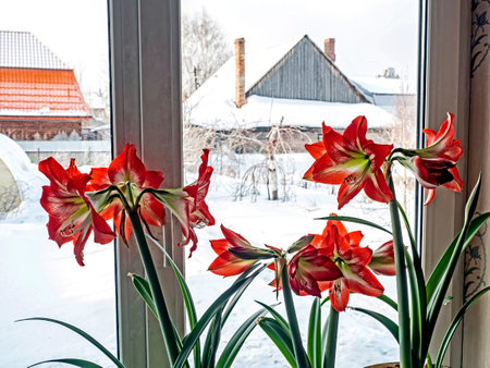 In spring, a beautiful amaryllis flower bloomed in a pot on the windowsill, a snowy spring landscape outside the windowの写真素材