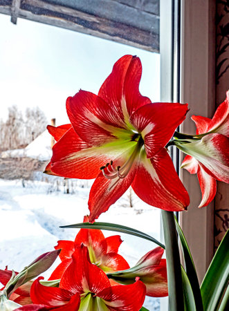 In spring, a beautiful amaryllis flower bloomed in a pot on the windowsill, a snowy spring landscape outside the windowの写真素材