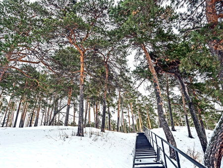 pine trees growing on a snow-covered hillside in winter, Southern Urals, Miass River valleyの写真素材