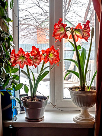 A beautiful amaryllis flower bloomed in a pot on the windowsillの写真素材
