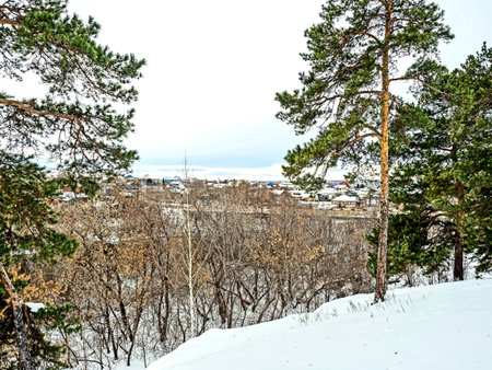 pine trees growing on a snowy hillside in winterの写真素材