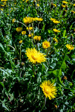 bright yellow blooming dandelions on a green background of fresh spring grassの写真素材