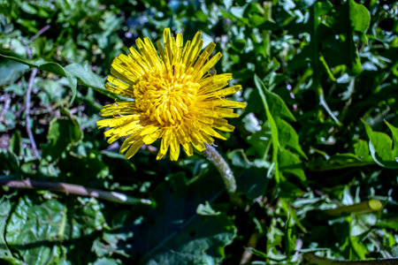 bright yellow blooming dandelions on a green background of fresh spring grass, macroの写真素材