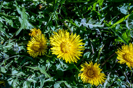 bright yellow blooming dandelions on a green background of fresh spring grass, macroの写真素材